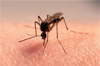 Чем опасен для глаз укус комара