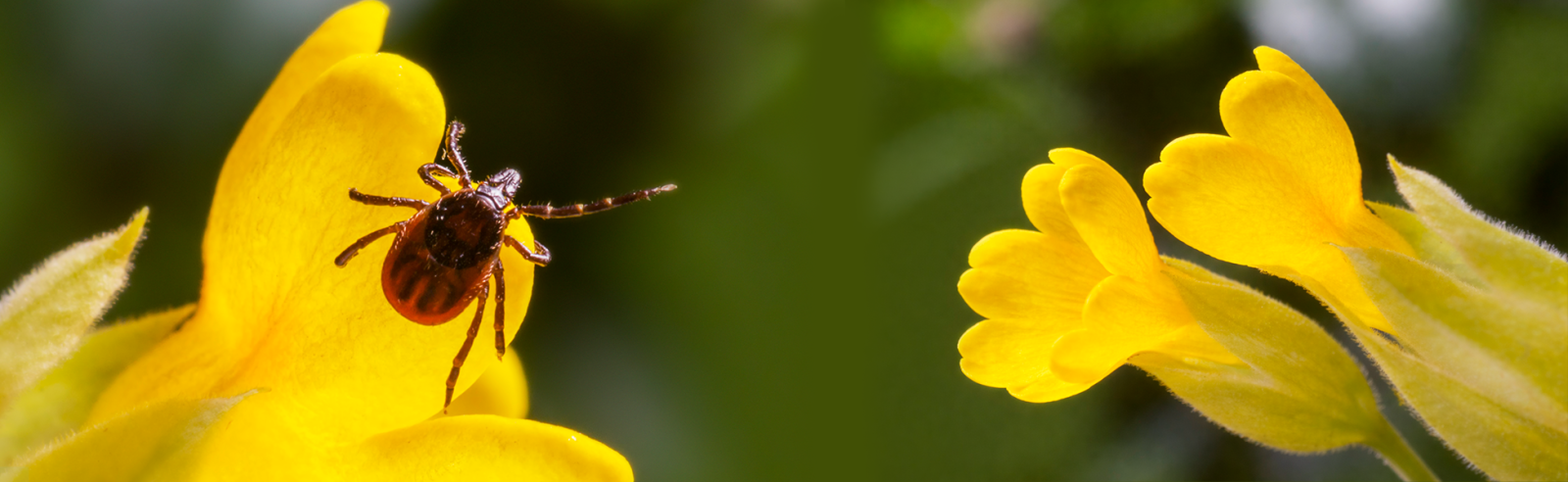 КЛЕЩИ_АПРЕЛЬ 2026.png